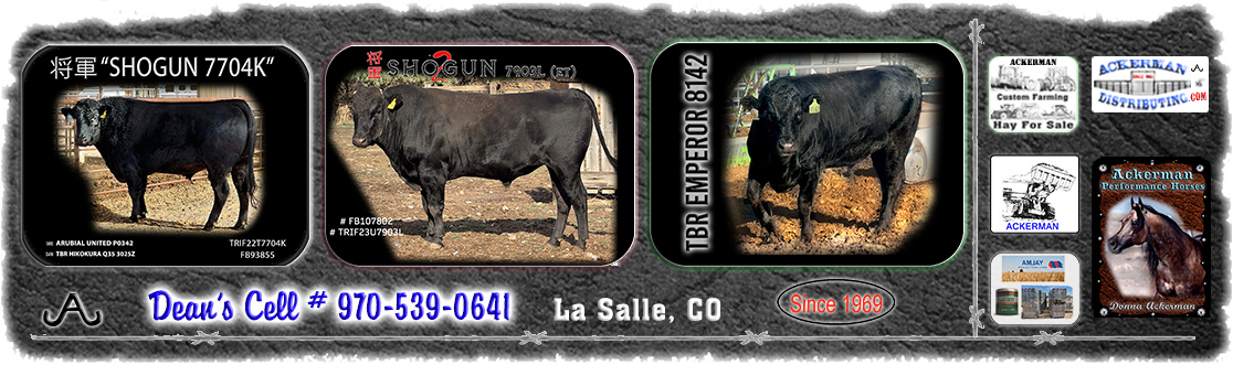 Flying A Wagyu, Top 1% Bulls, Heifers, Cows, Embryos and Semen Available